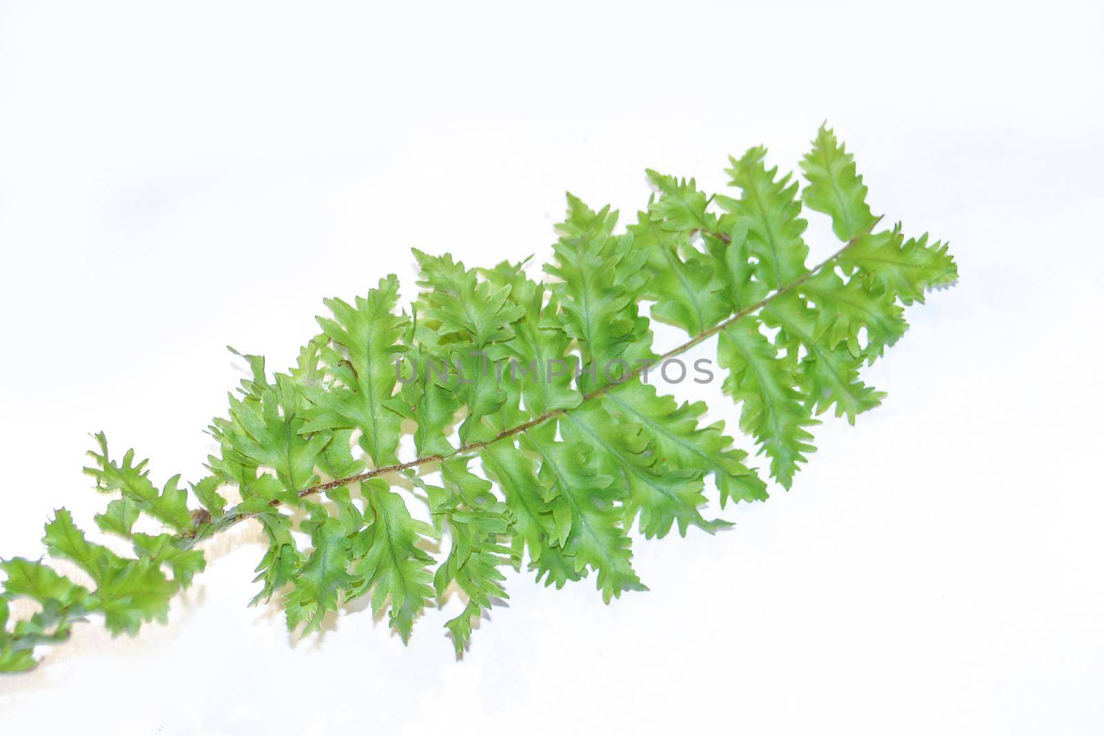 macro closeup curly young green leaf of Nephrolepis fern evergreen species isolated on white