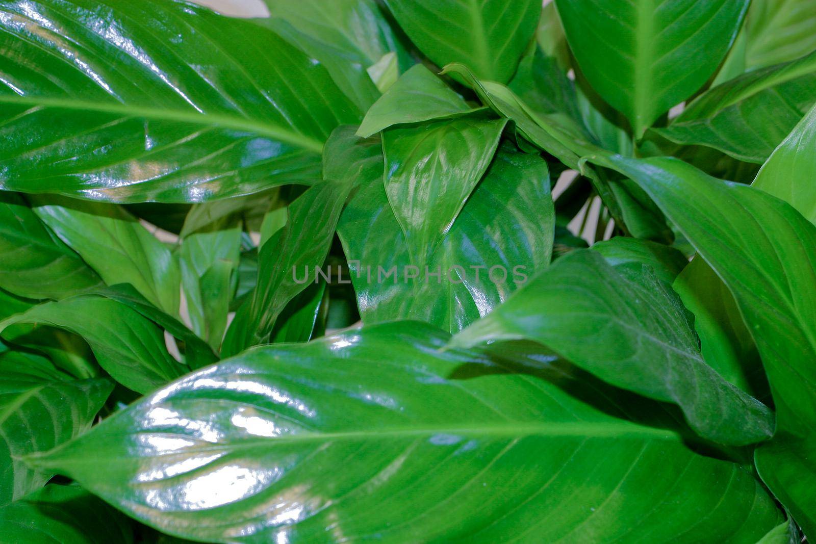 Perfect natural Spathiphyllum leaves pattern. Beautiful background made with young green leaves.