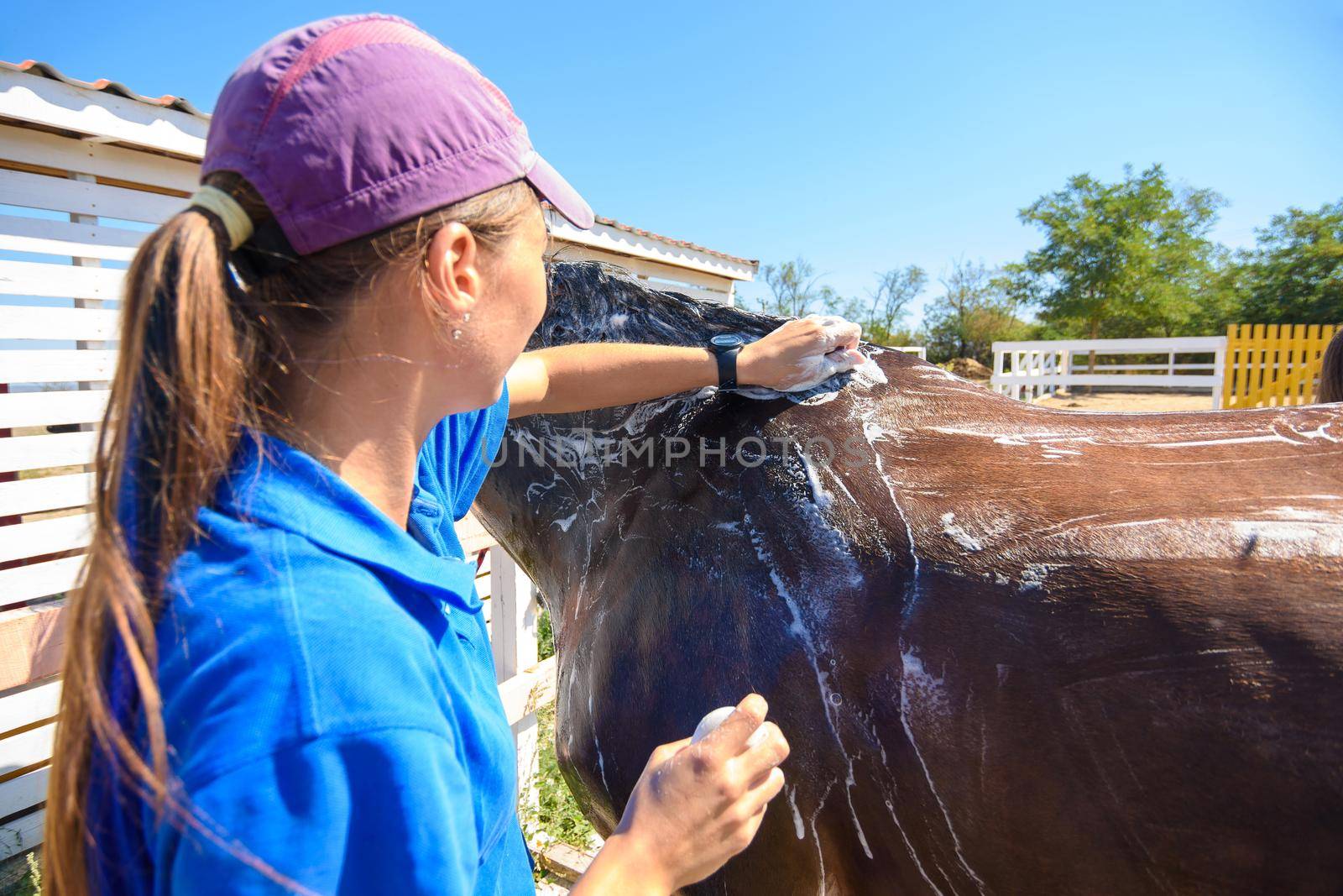The girl thoroughly washes the horse with a special brush and soap