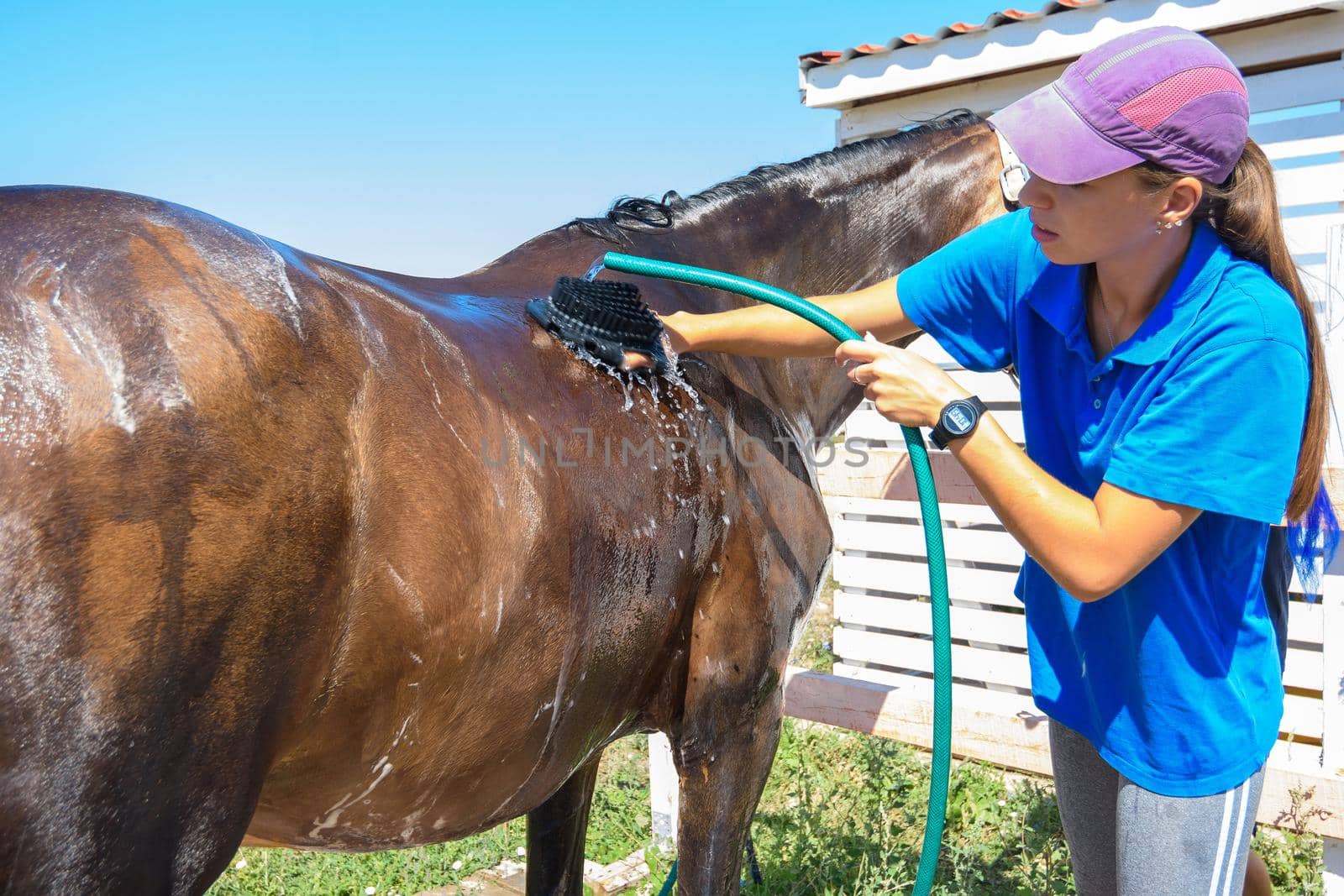 The girl thoroughly washes the horse with a special brush and pours water from a hose
