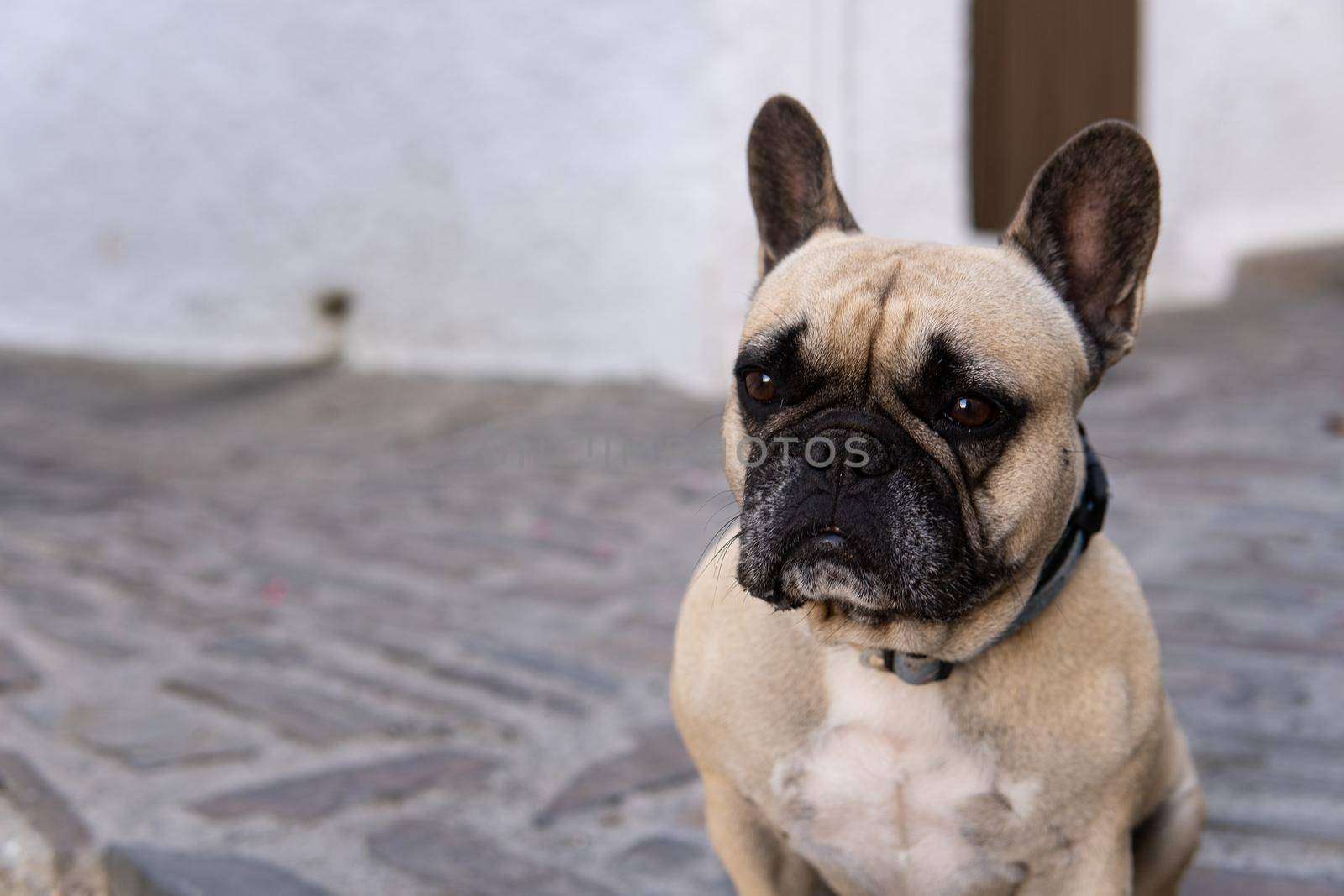 Friendly dog in a patio in Andalusia by xavier_photo