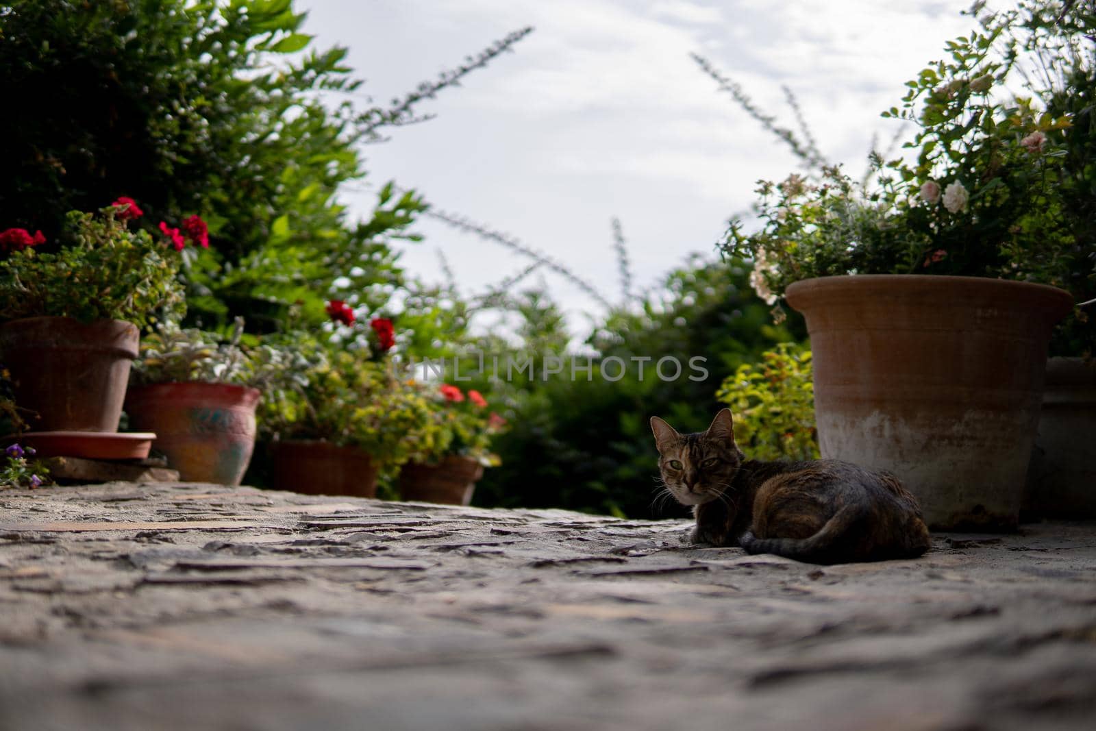 Kitten lying down and surrounded by plants in spring