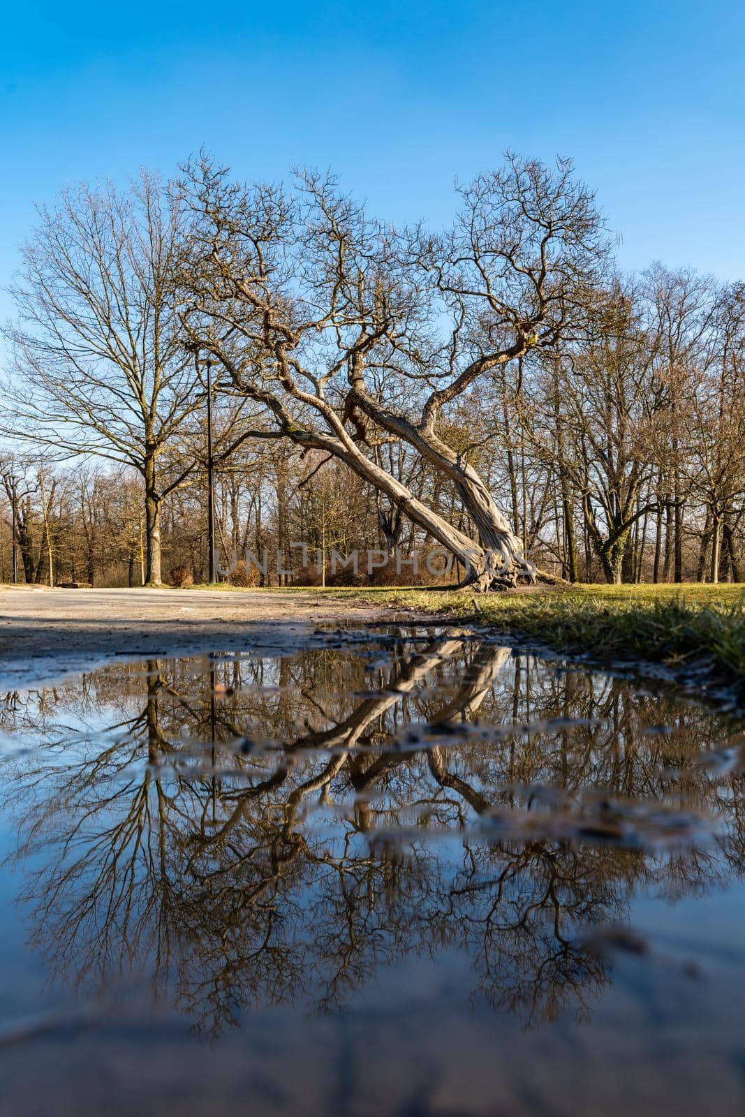 High crooked tree reflected in small puddle on path