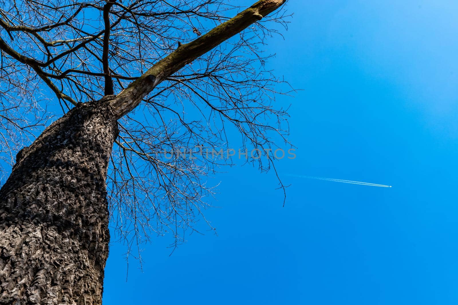 Upward view to high dry tree without leafs with small aeroplane on the sky by Wierzchu
