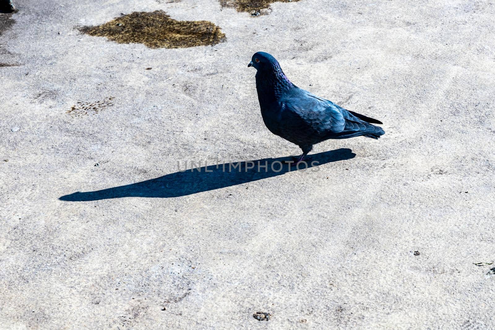 Small pigeon walking on concrete bridge