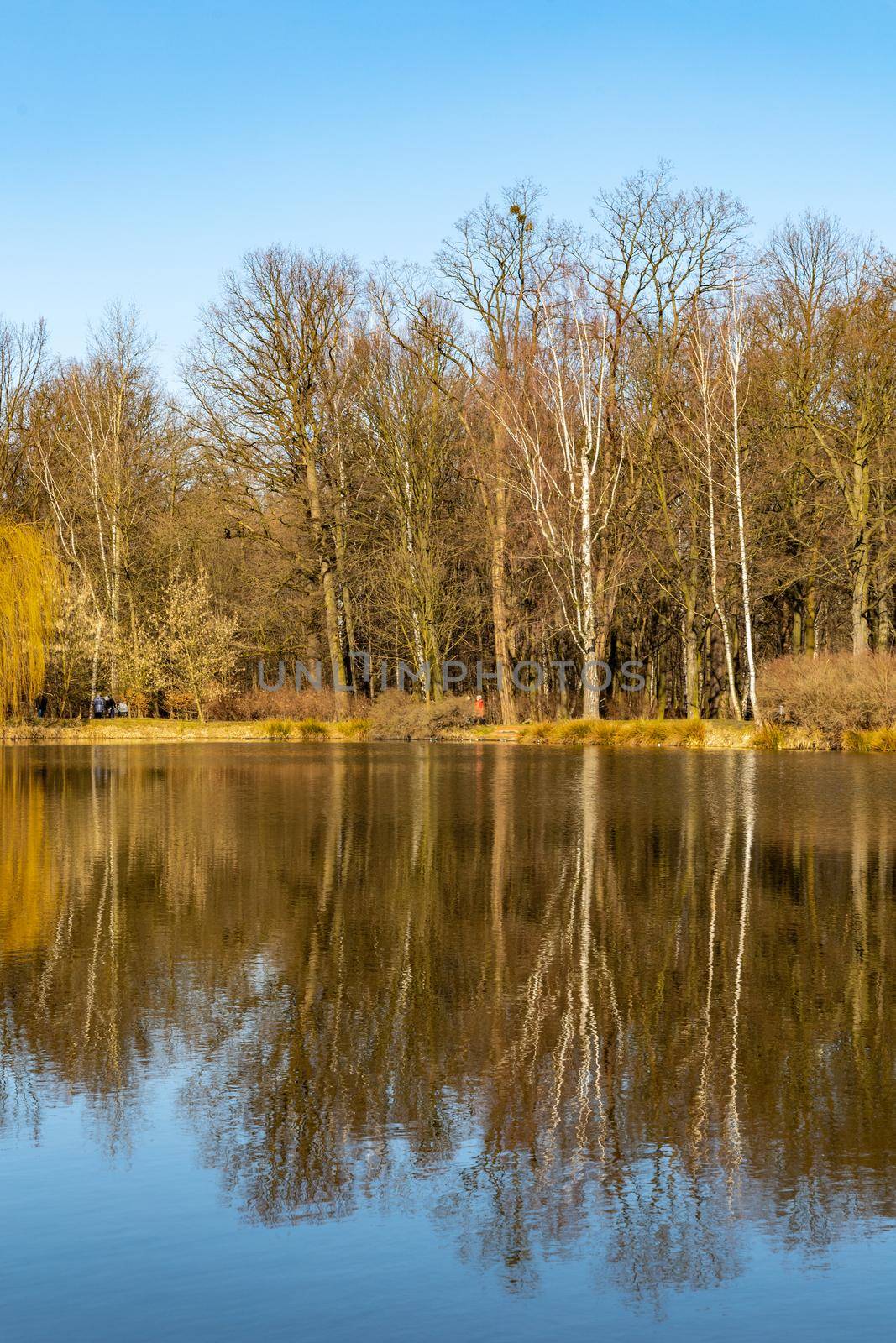 Trees and bushes reflecting in big pond in small park by Wierzchu