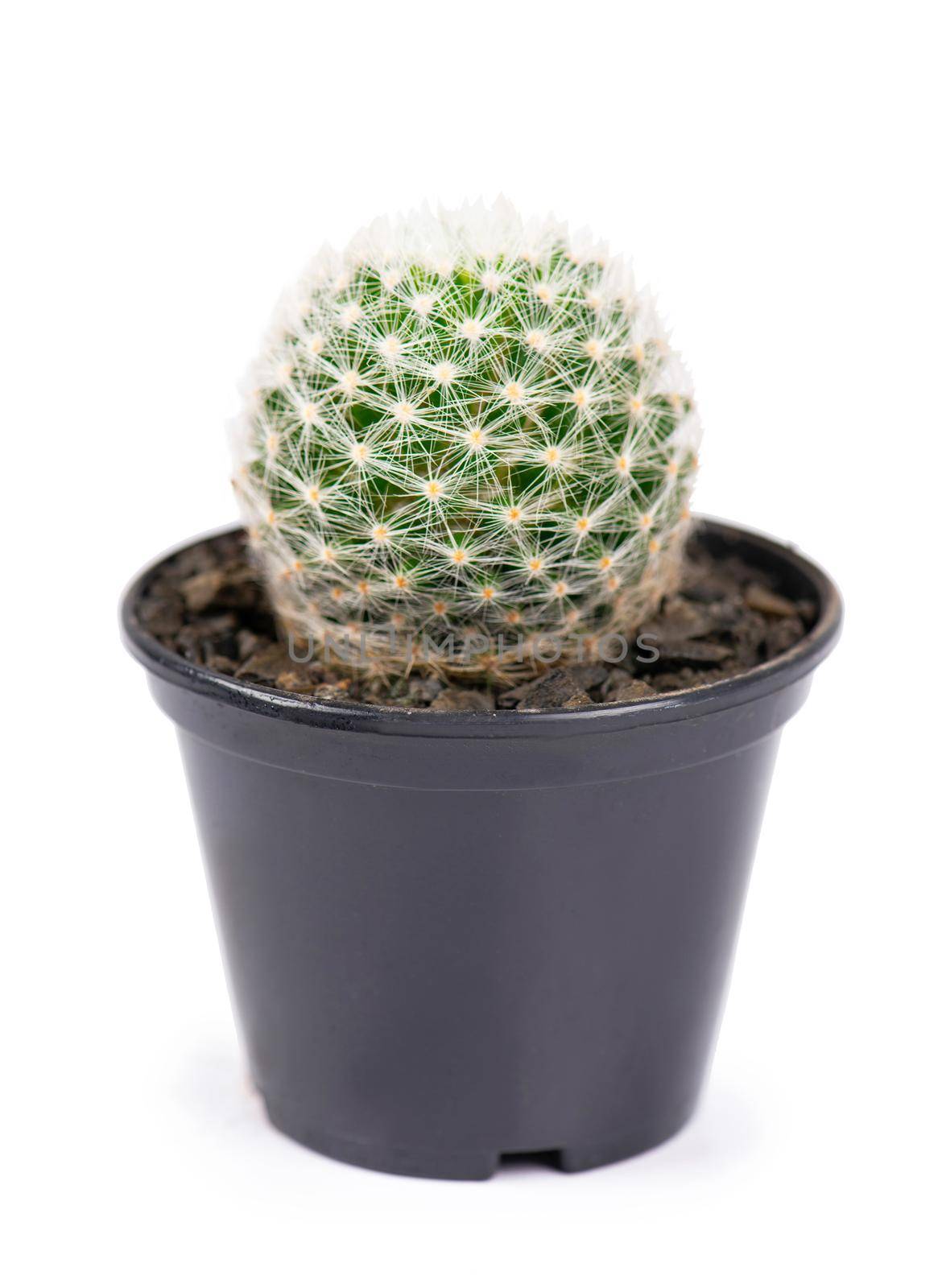 close up of small cactus houseplant in pot by aprilphoto
