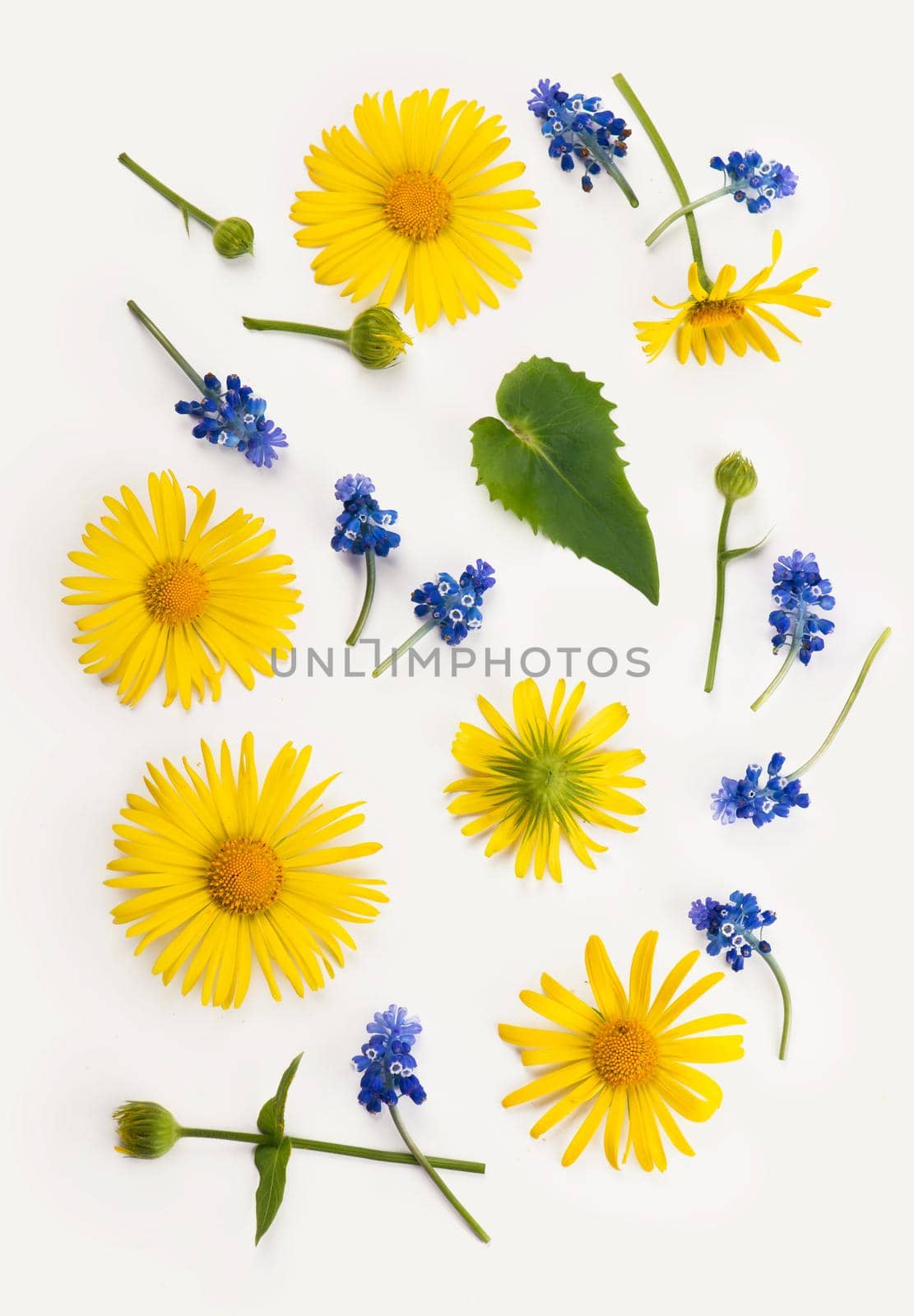 Flowers composition. Round frame made of yellow and blue flowers, eucalyptus branches on white background. Flat lay, top view, copy space.