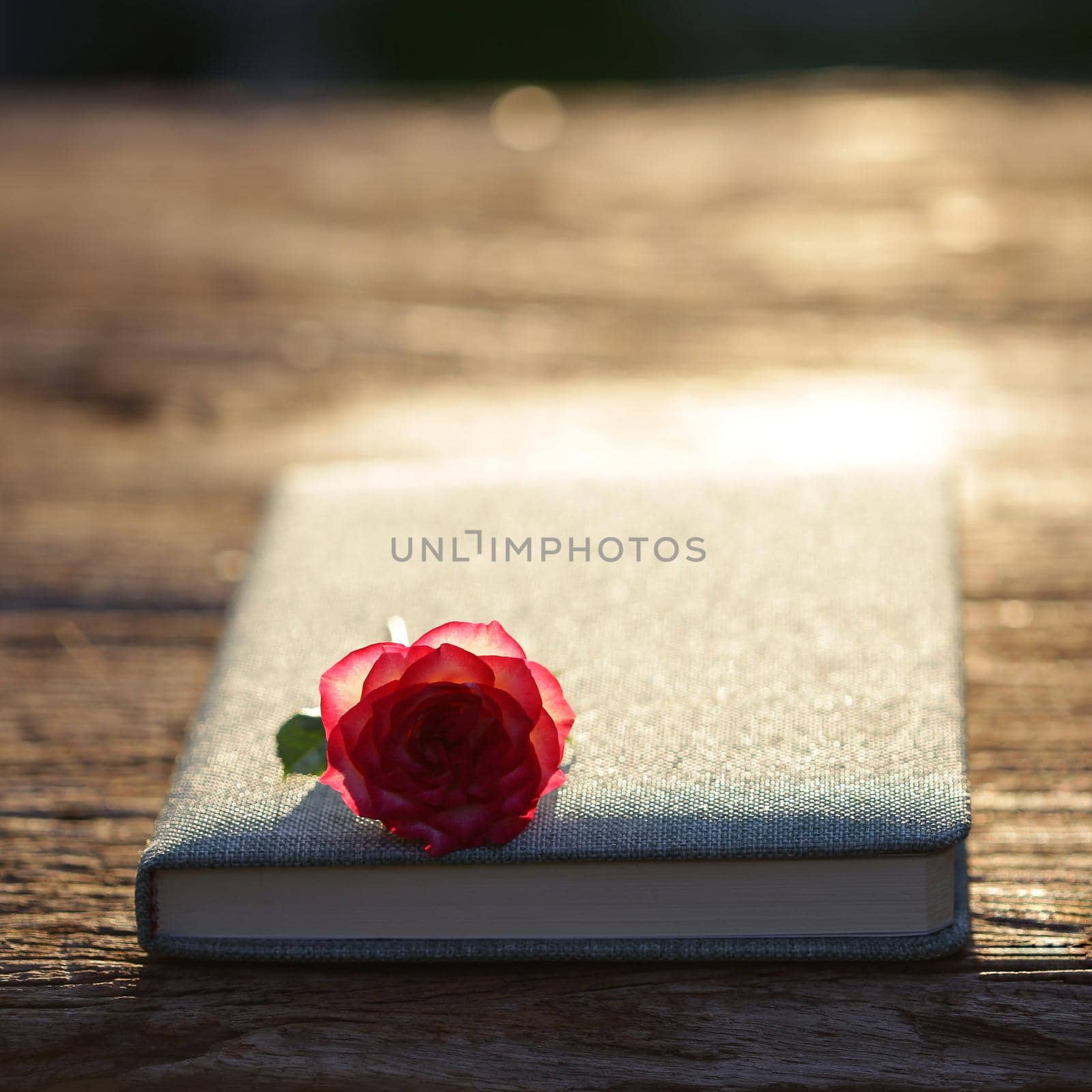 Red rose with diary notebook under sparkly sunlight at outdoor outdoor by paladin12
