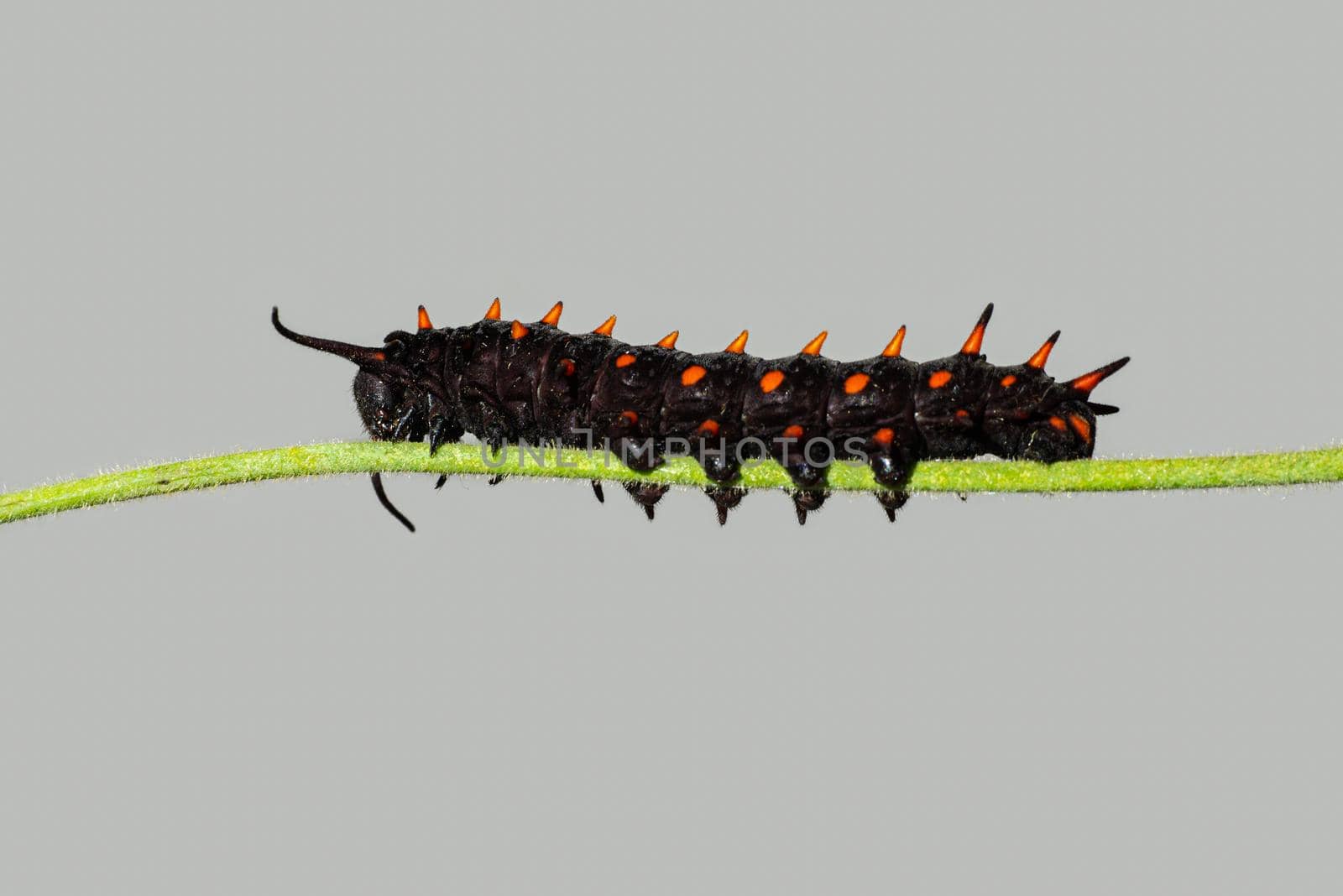 Pipevine Swallowtail caterpillar on a Dutchmans Pipe Vine stem.