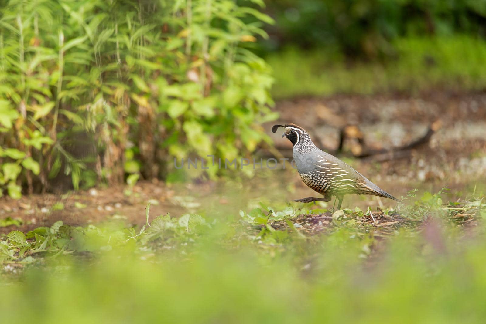 California Quail cock with the characteristic curving crest or plume by Pendleton