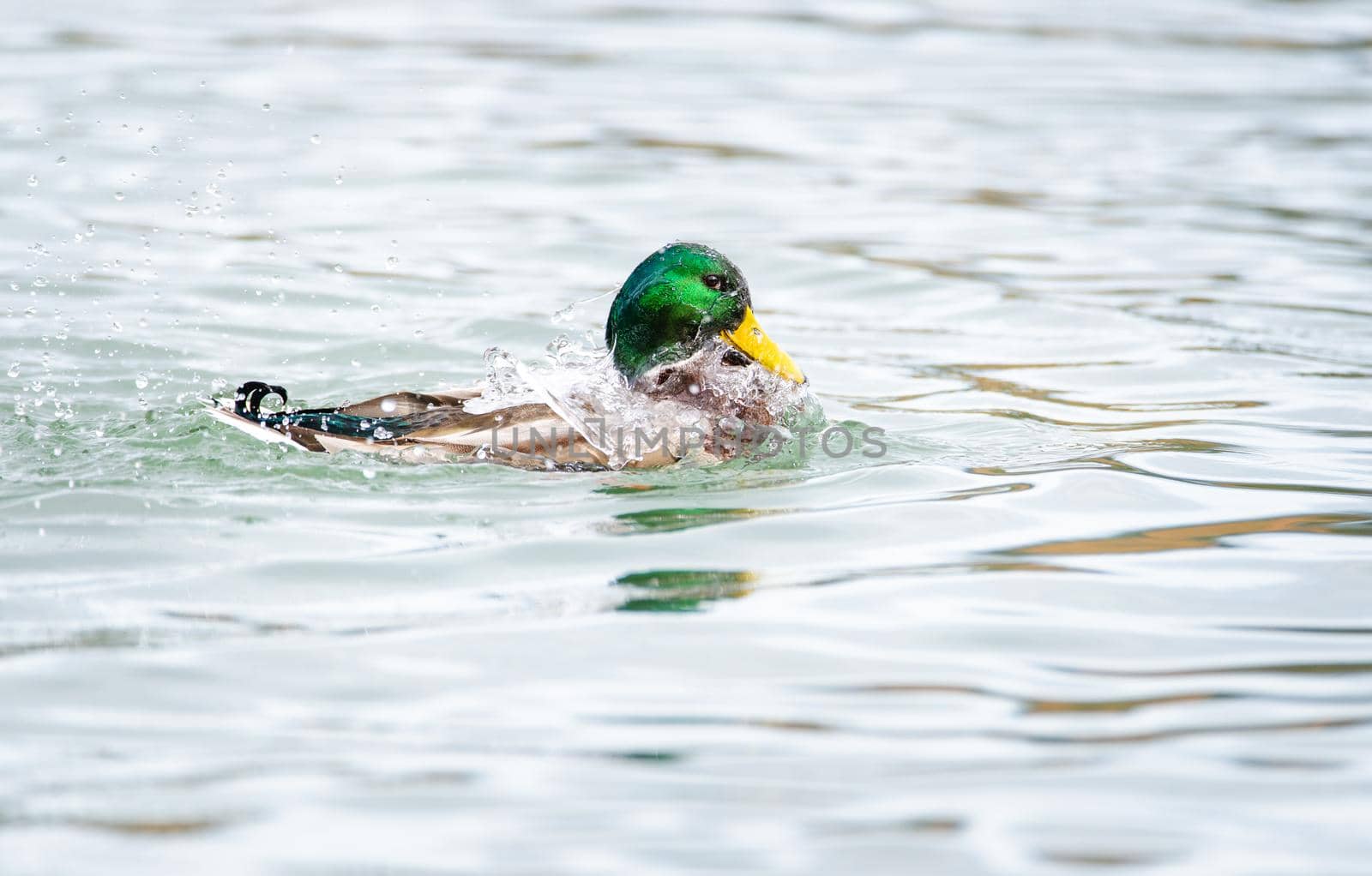 Closeup of a male mallard, Anas platyrhynchos, swimming in a duck pond by Pendleton