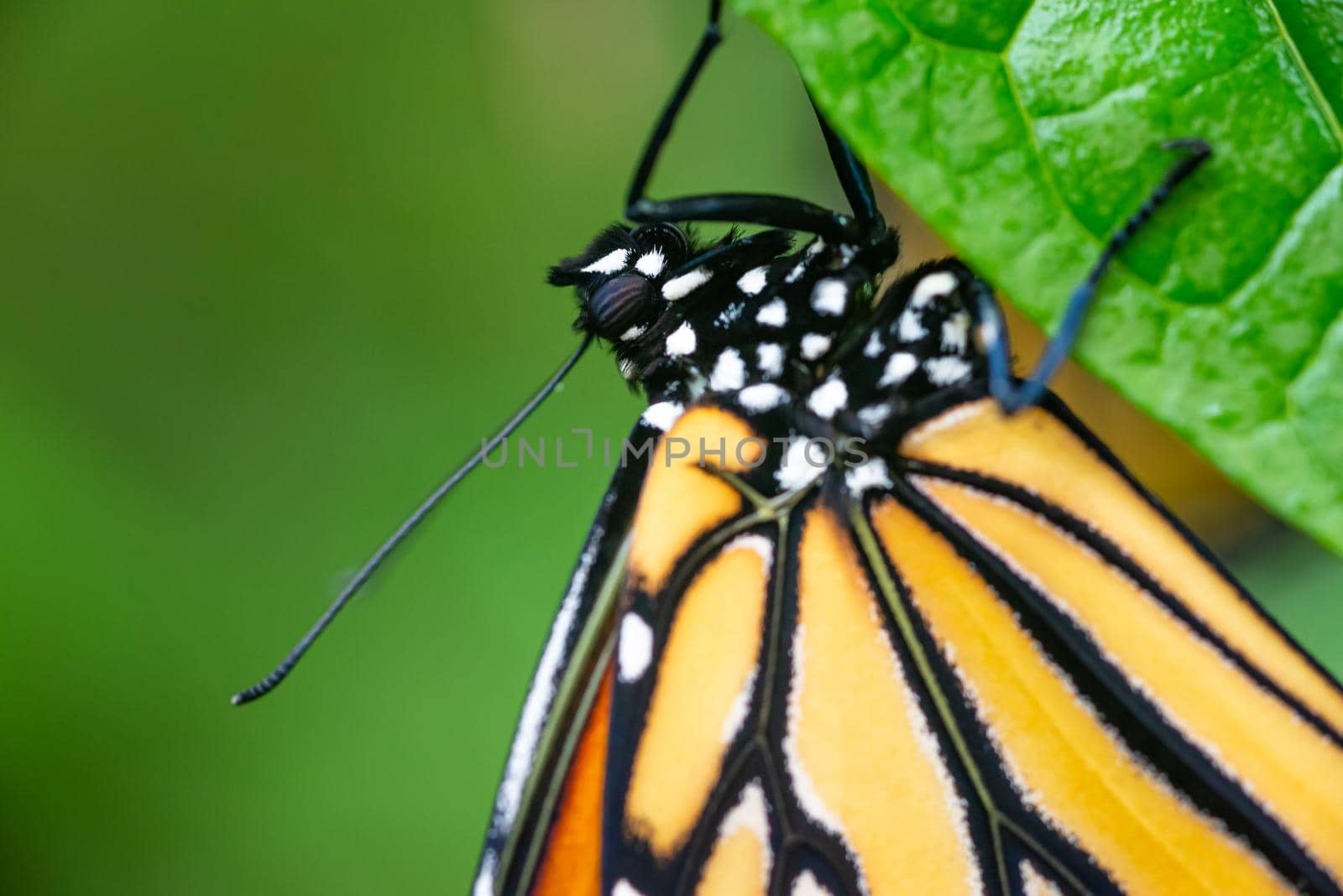 Macro detail of monarch butterfly on leaf, selective focus on head by Pendleton