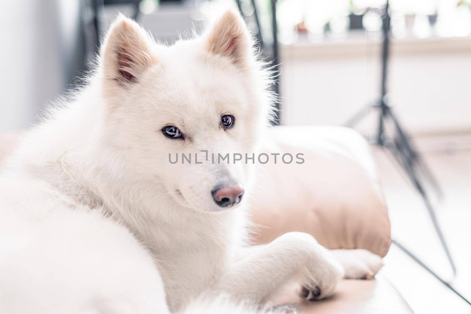 Indoor studio portrait of fluffy white purebred Samoyed pet dog with copy space by Pendleton