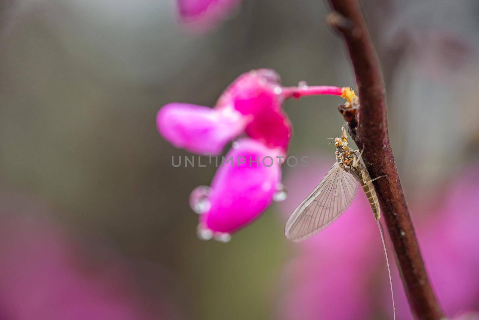 Macro closeup portrait Small Minnow Mayfly (Callibaetis picta)