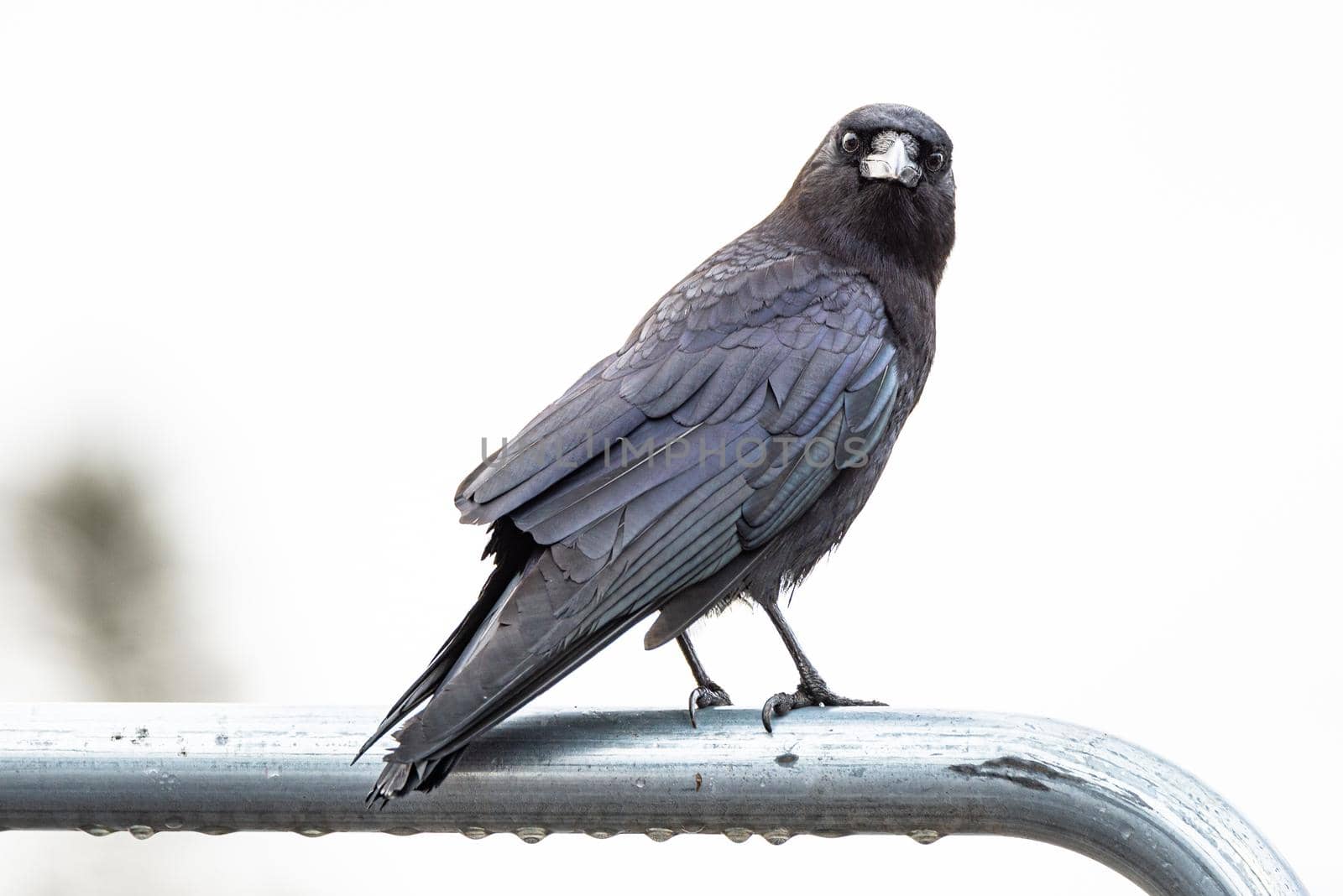 Closeup portrait of common raven looking at camera on white background by Pendleton