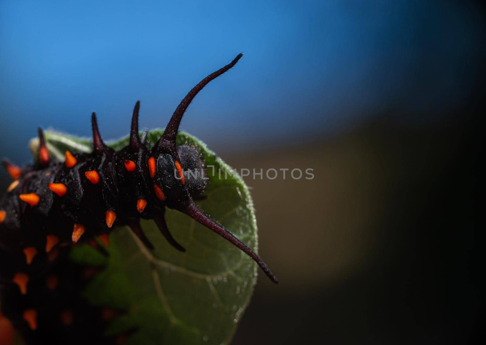 Top view of Pipevine Swallowtail caterpillar on a Dutchmans Pipe Vine by Pendleton