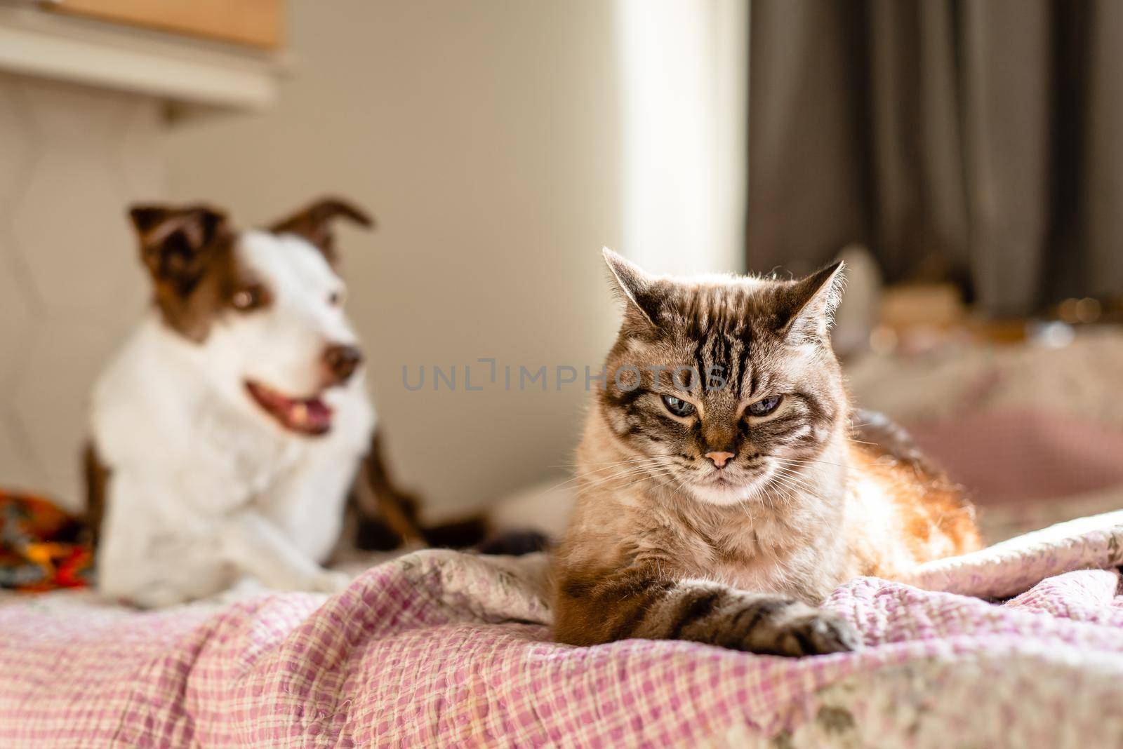 A cat and dog laying on a bed, cat looking very annoyed by Pendleton