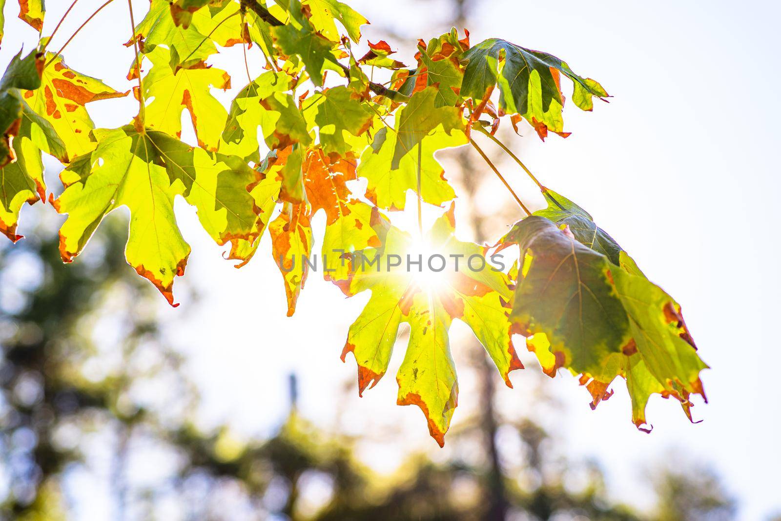 Yellowing and withering leaves on a maple tree, fall season concept.