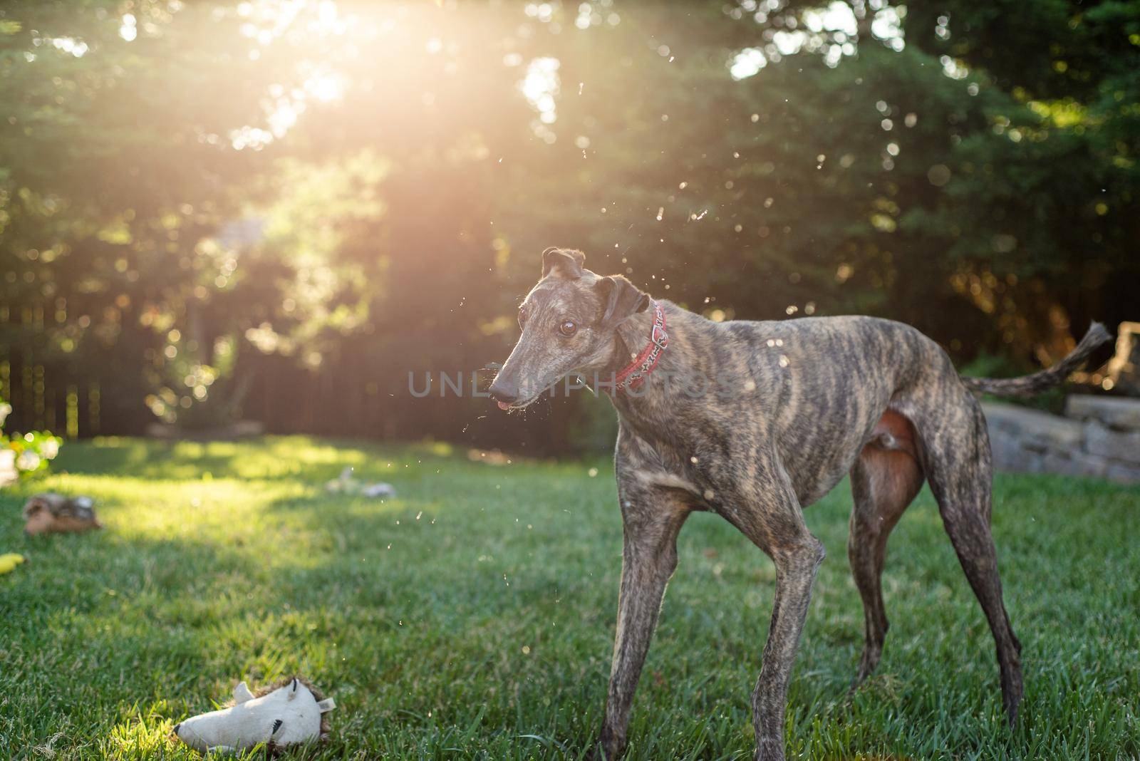 Outdoor active pet portrait of retired blood dog greyhound shaking off.