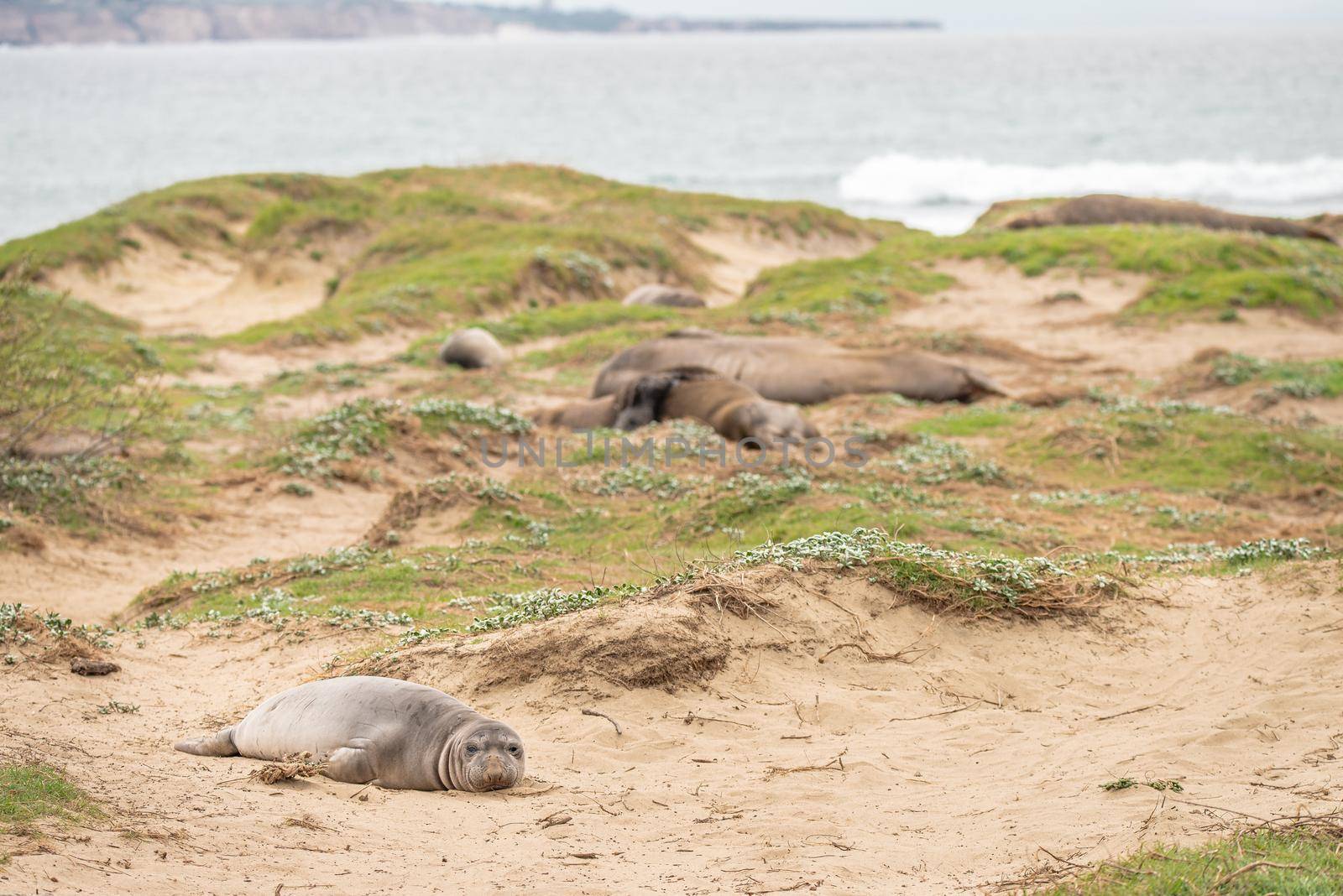 Weanling in Northern Elephant Seal colony, Ano Nuevo State Park, CA.