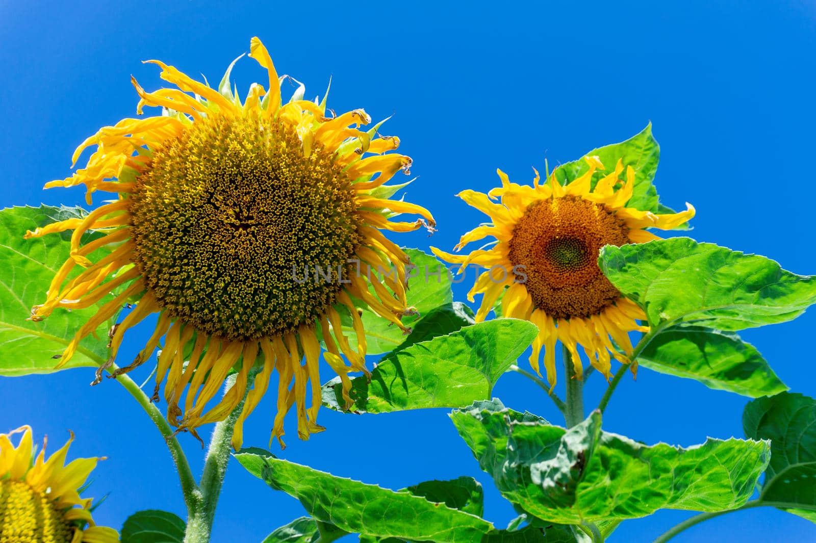 Yellow sunflowers, Helianthus, growing in an agricultural filed viewed low angle against a blue sky in summer with copy space