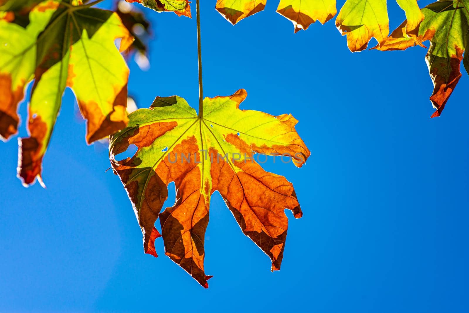 Yellowing maple tree leaves against blue sky on a crisp fall morning.