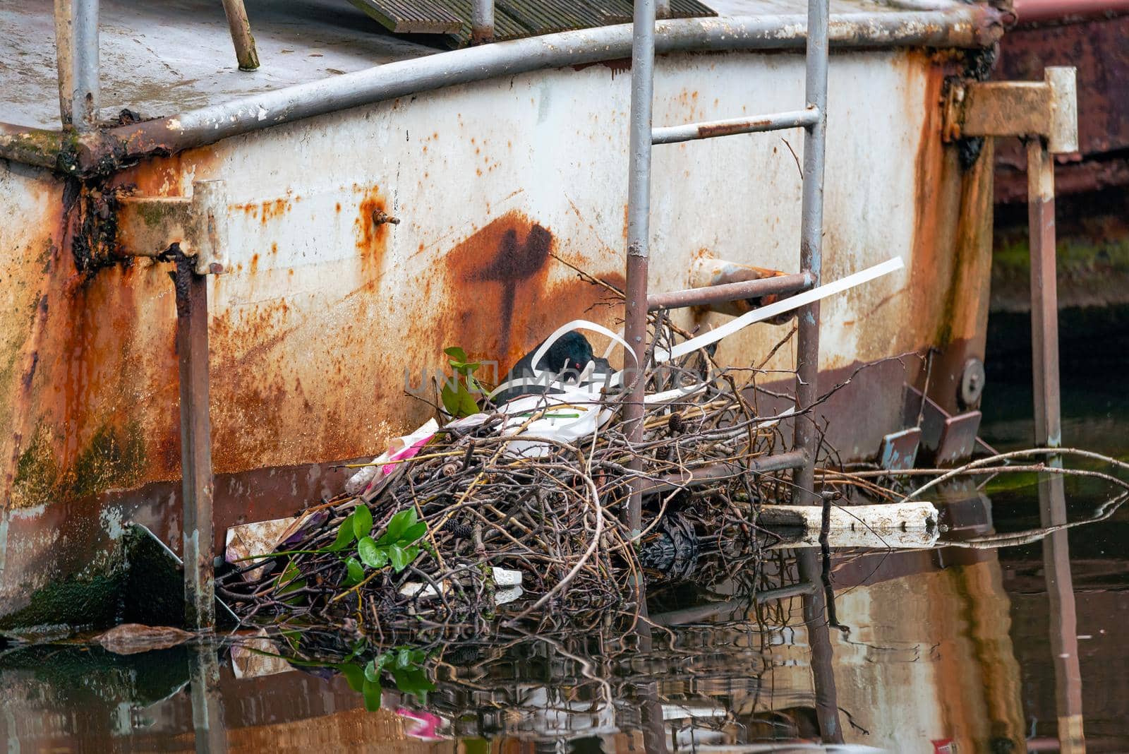 Eurasian Coot nest on the back of a rusty old boat, Amsterdam canal by Pendleton