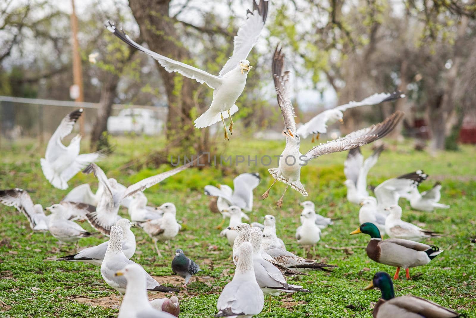 Ring-billed Gulls, Larus delawarensis, fighting over a piece of bread by Pendleton