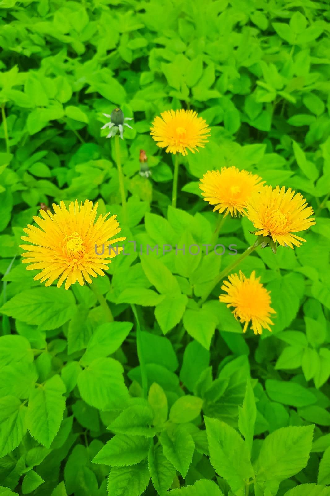 Bright yellow blooming dandelions in the spring in the meadow. by kip02kas