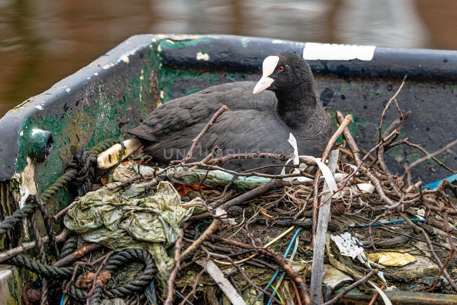 Eurasian Coot (Fulica atra) nest on an abandoned boat, Amsterdam canal.