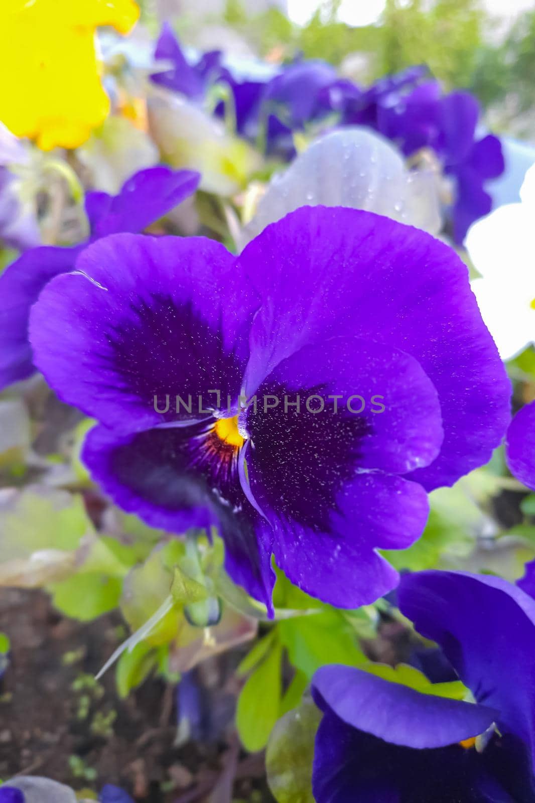 Beautiful and unique in its beauty flowers Pansies.