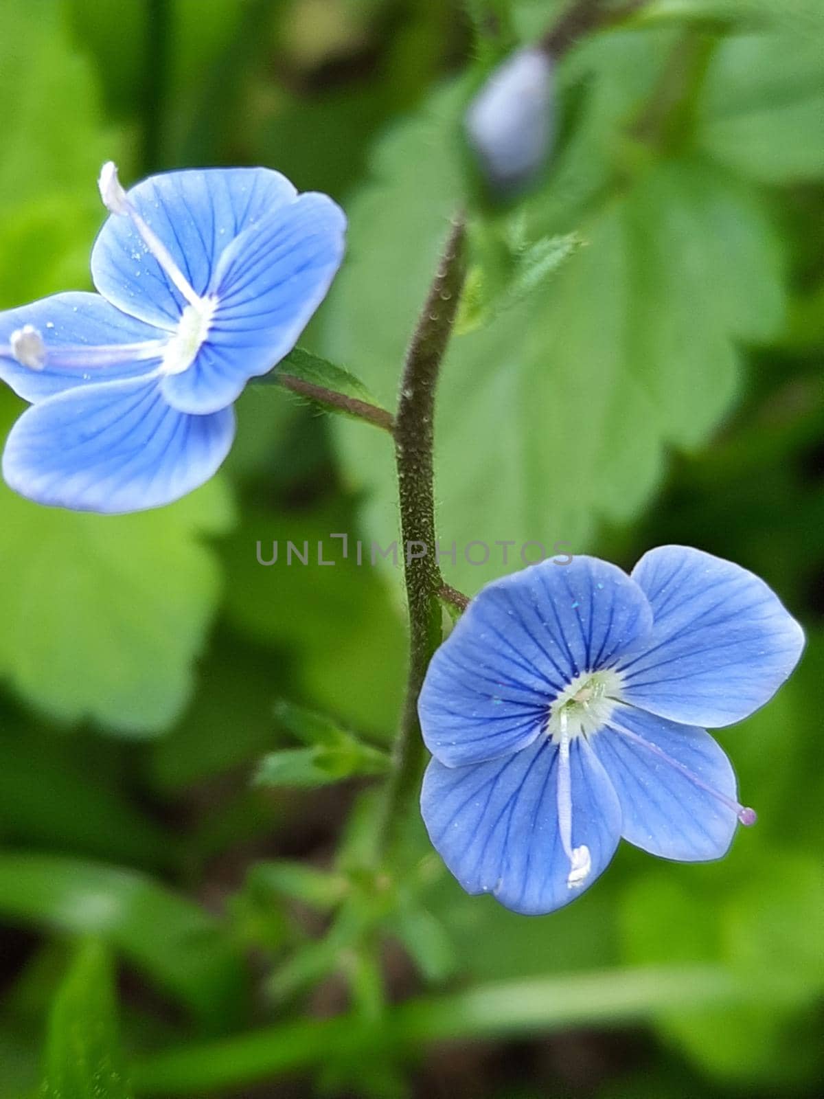 Beautiful blue violet Hibiscus syriacus Blue Bird