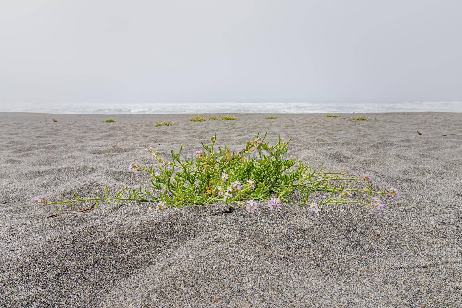 American sea rocket (Cakile edentula) is common on Californian beaches.