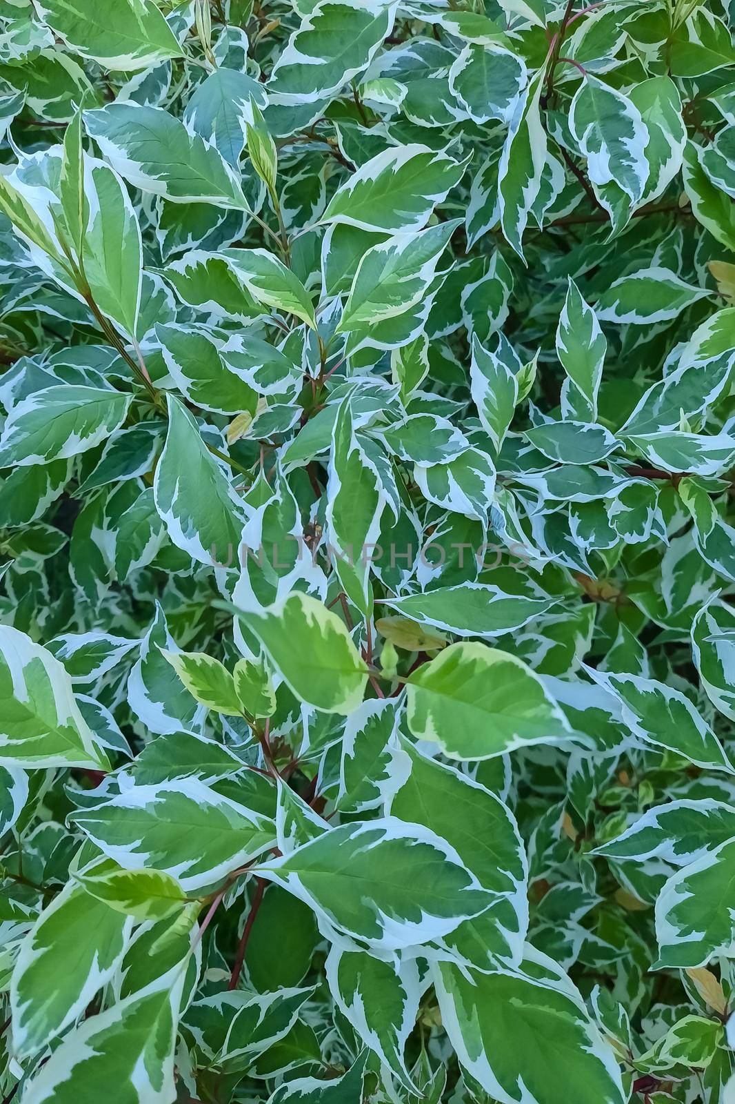 Green branches and leaves of a houseplant, background