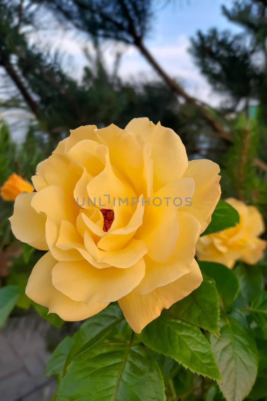 Beautiful yellow garden rose blooms in spring