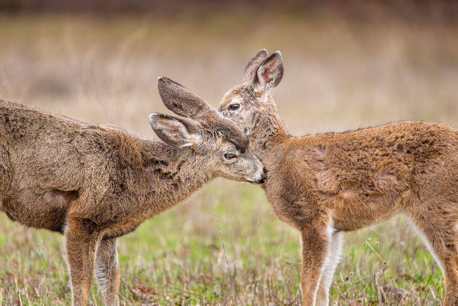 Closeup portrait of two mule deer fawns (Odocoileus hemionus) grooming.