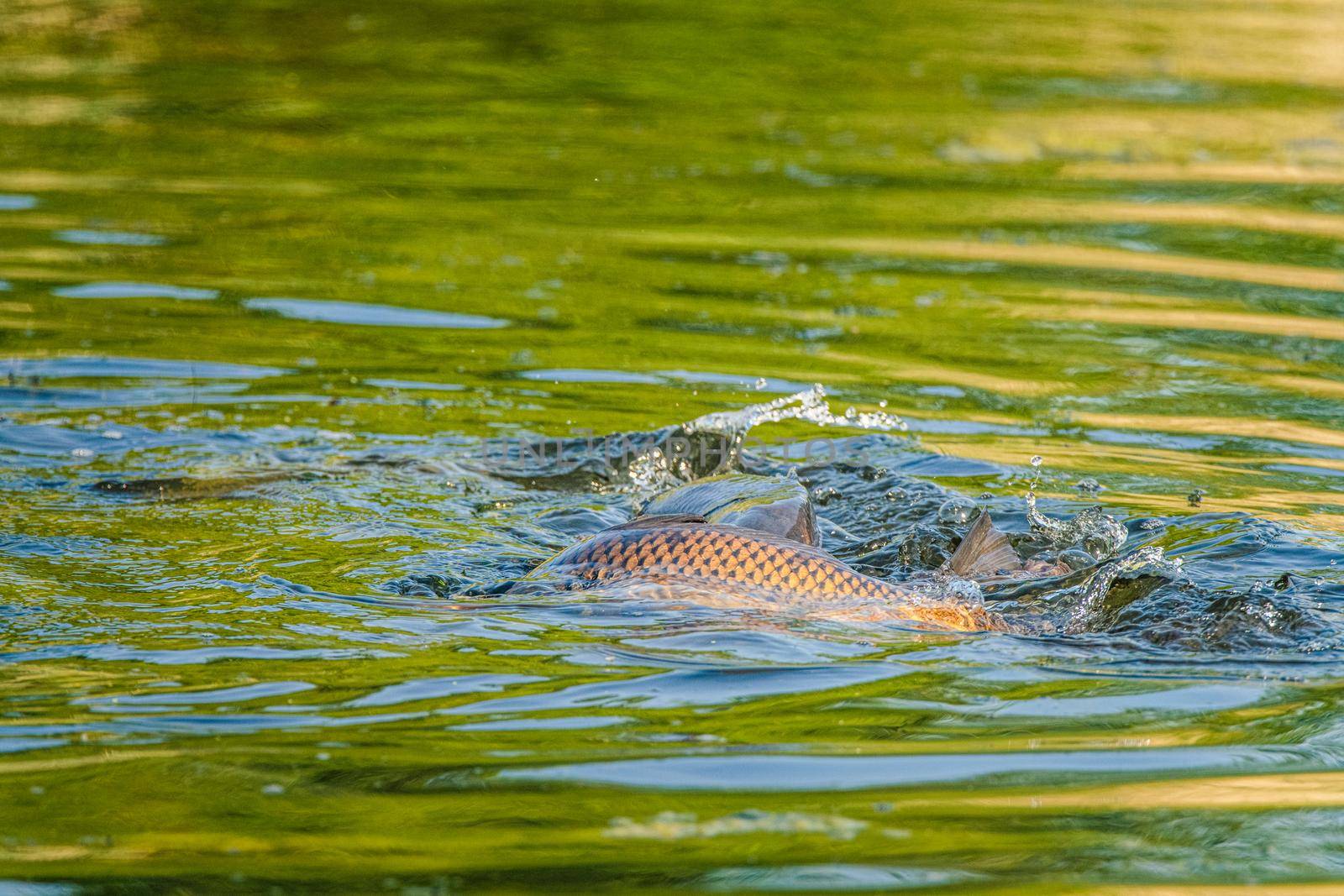 Common carp spawn in the spring and early summer in shallow waters.