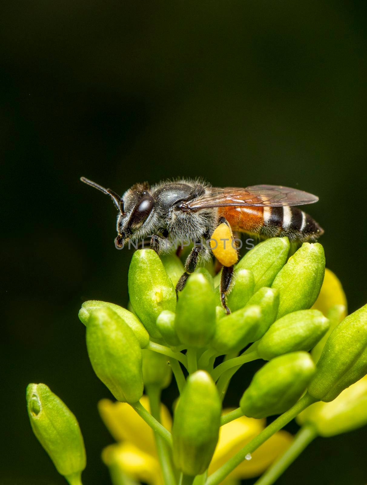 Image of little bee or dwarf bee(Apis florea) on yellow flower collects nectar on a natural background. Insect. Animal.