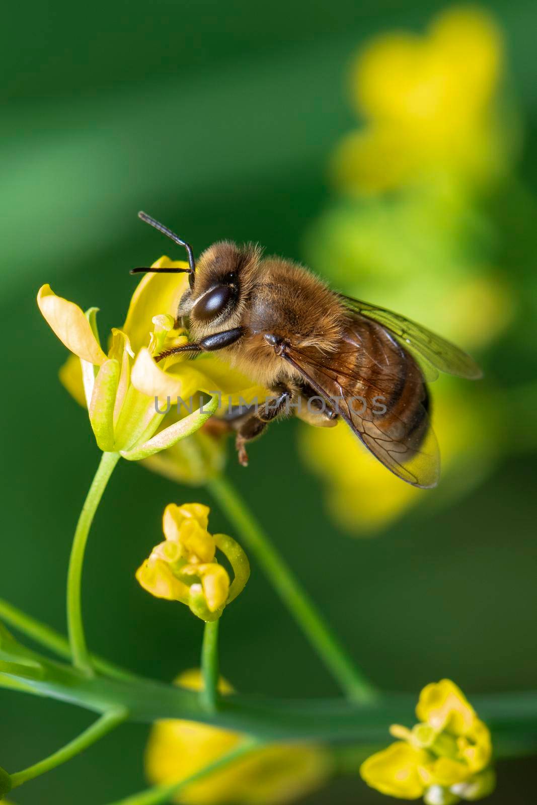 Image of bee or honeybee on flower collects nectar. Golden honeybee on flower pollen with space blur background for text. Insect. Animal. by yod67