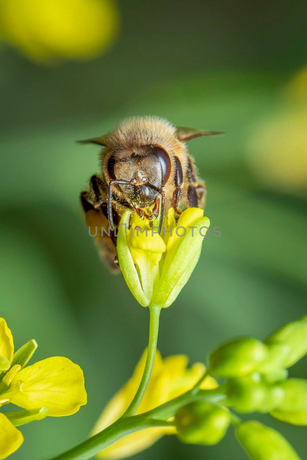 Image of bee or honeybee on flower collects nectar. Golden honeybee on flower pollen with space blur background for text. Insect. Animal. by yod67