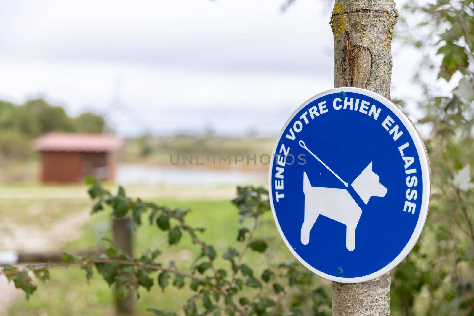 blue sign in the countryside authorizing the walking of dogs with leash