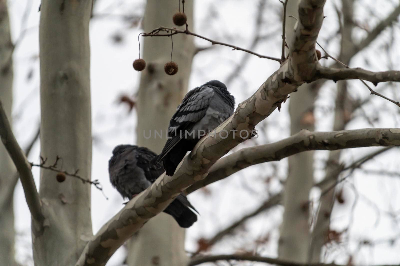 pair of pigeons resting on a plant in the early morning
