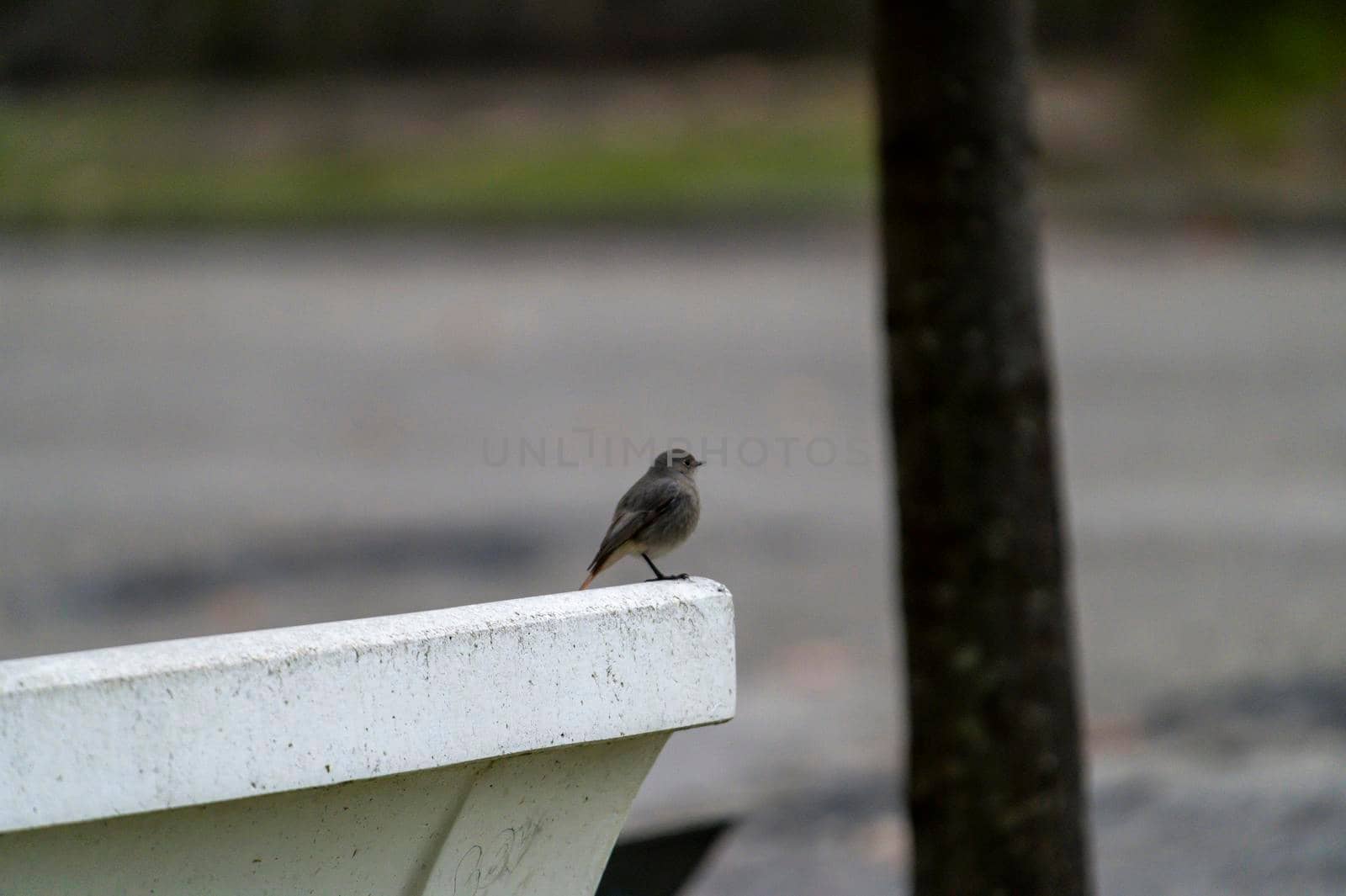small redstart bird sitting on a bench at the park in the morning