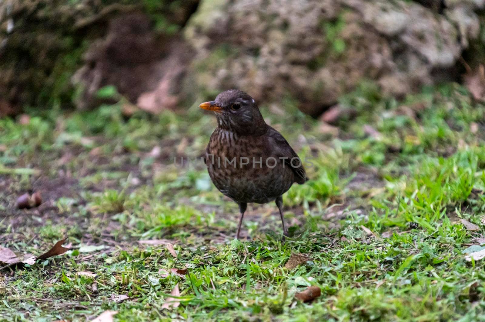blackbird with orange beak on meadow in winter