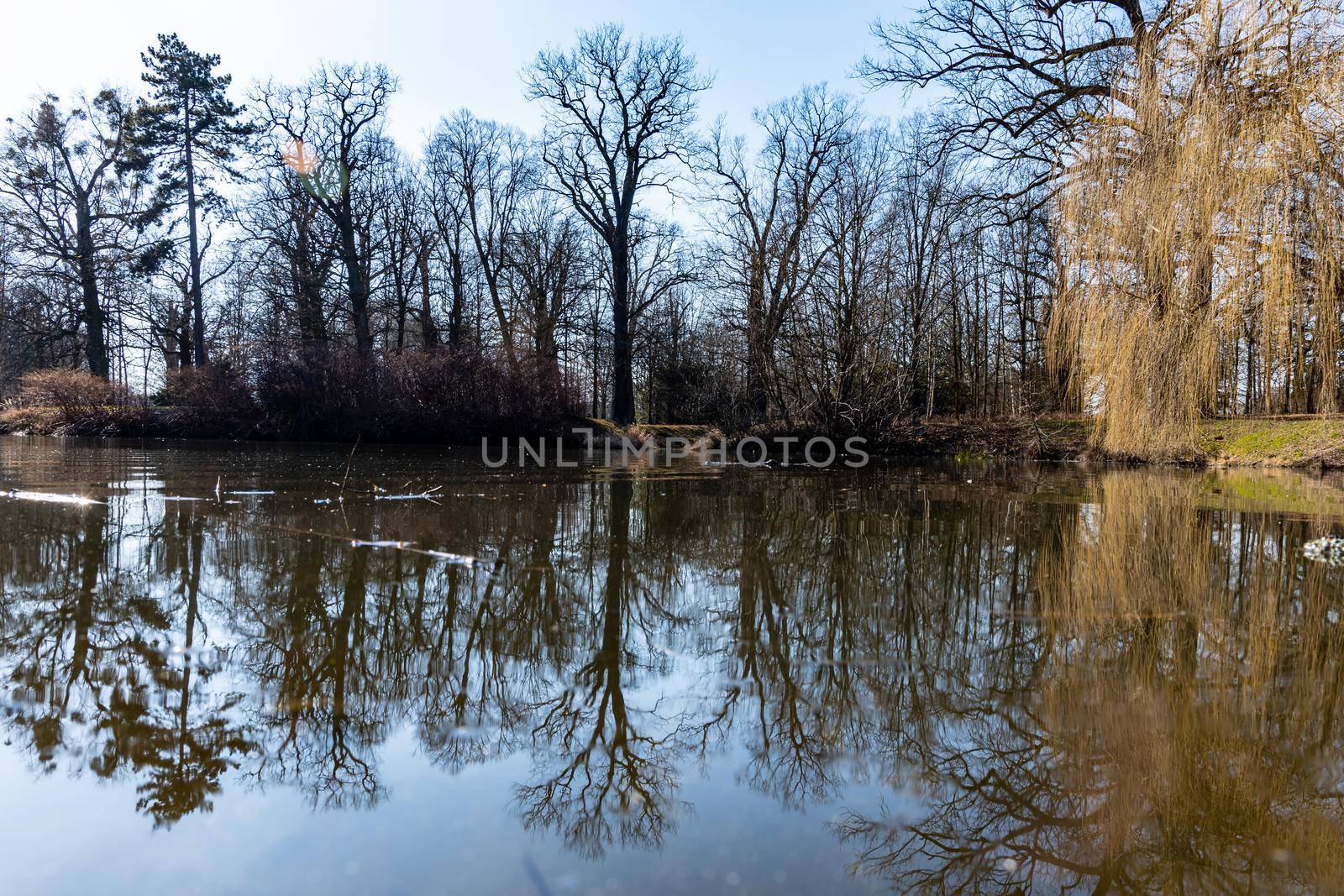 Trees and bushes reflecting in big pond in small park