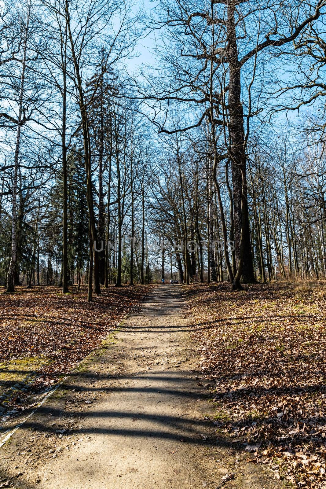 Long path in small park with trees without leafs around