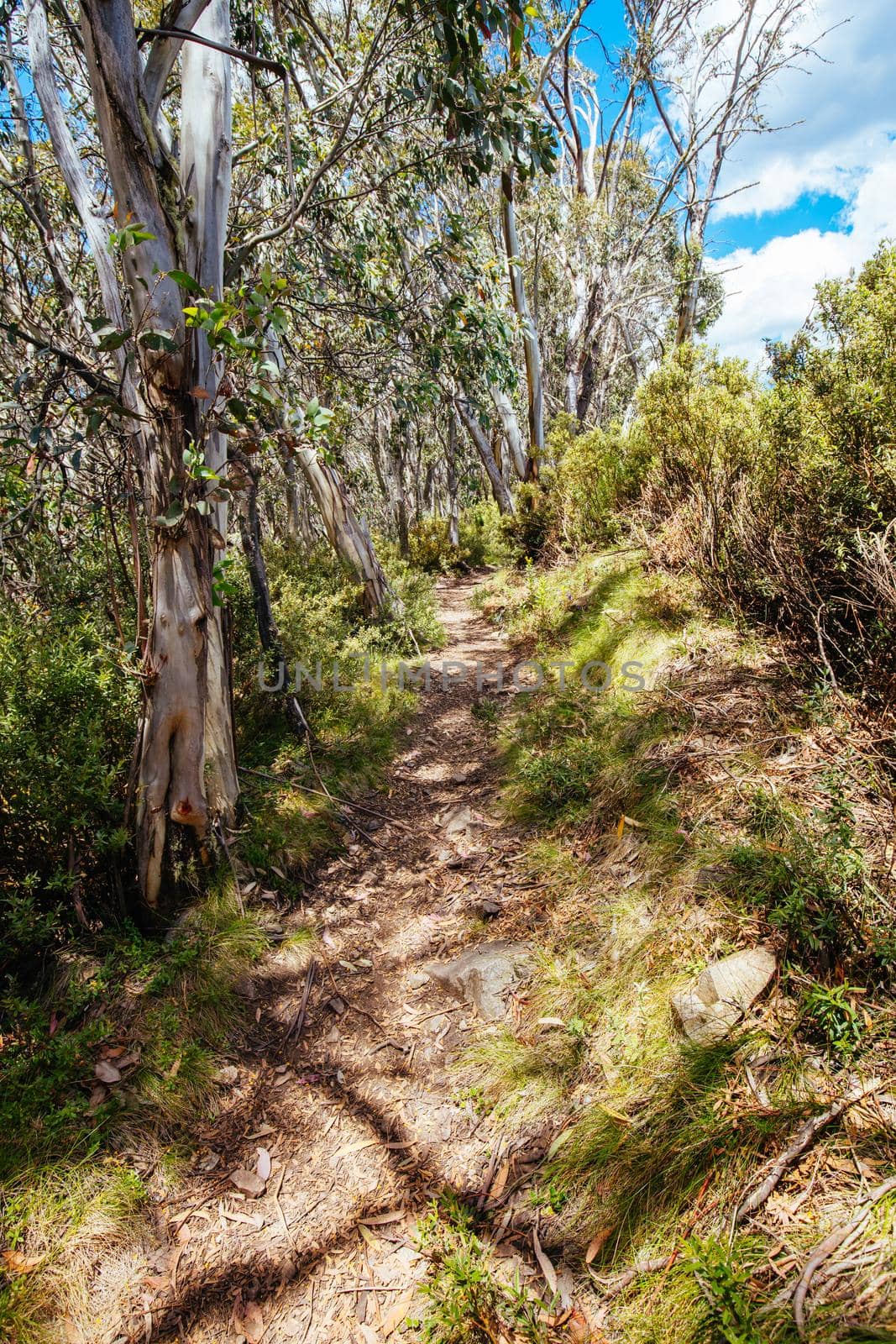 Mount Buller Walking and Biking Trails in Summer by FiledIMAGE