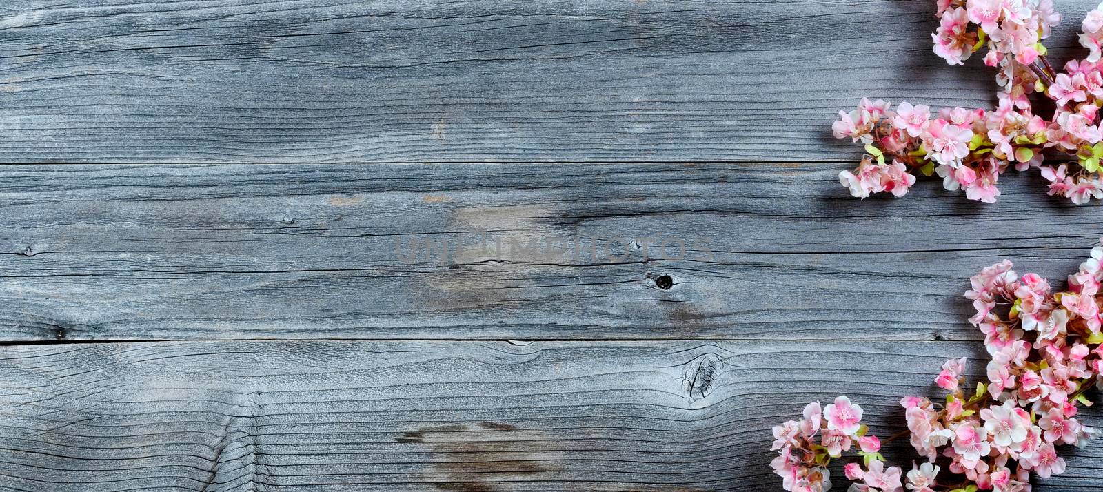 Happy Easter holiday concept with cherry blossoms on rustic wood by tab1962