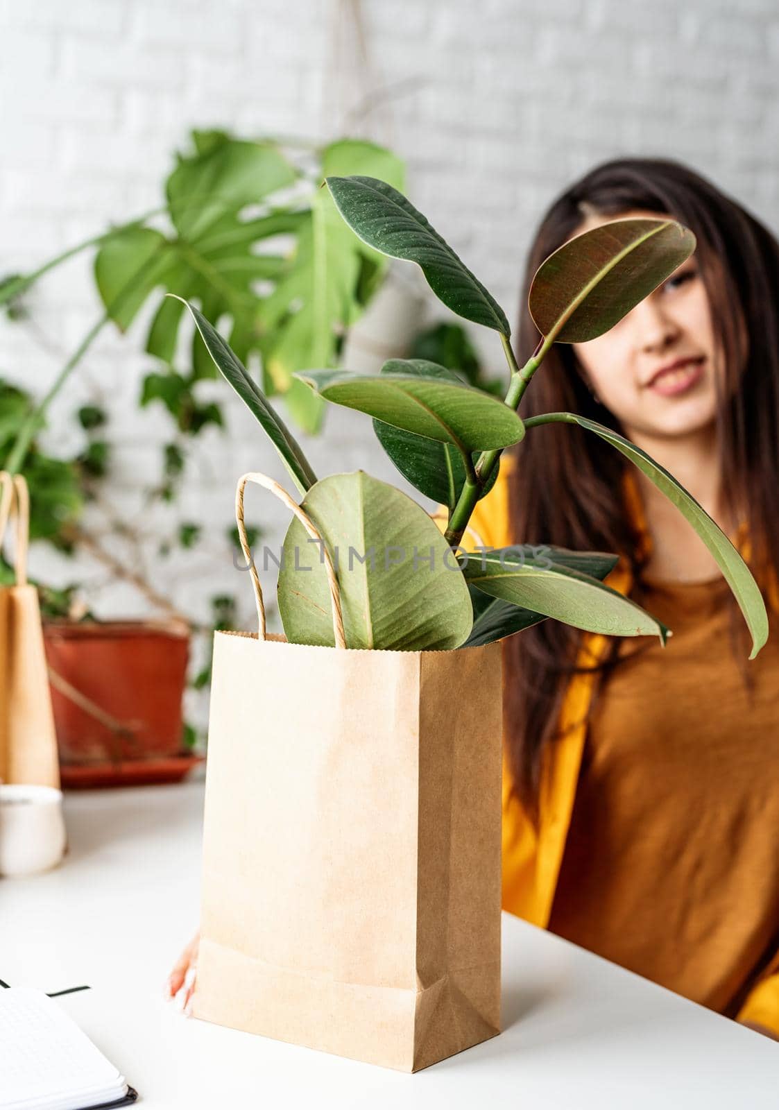 Home gardening. Small business. Young ficus plant in eco friendy craft bag woth copy space for mock up